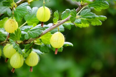 Grüne Stachelbeeren am Strauch