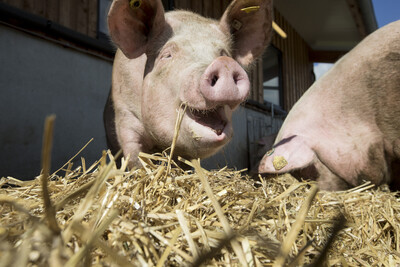 Ökosau im Stroh - © Andreas Tamme / Tonwert21 Ökosau im Stroh