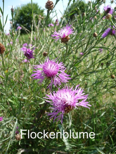Flockenblume - © Volker Grothey /media/media/0461B31C-AE48-0095-F6D95E6038CF16D2.jpg