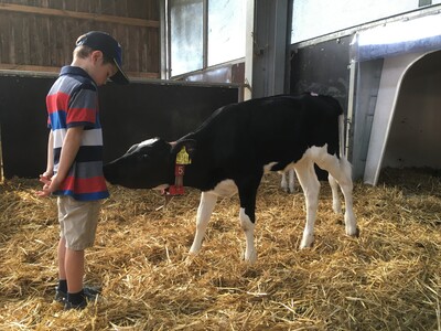 Malte mit Kalb