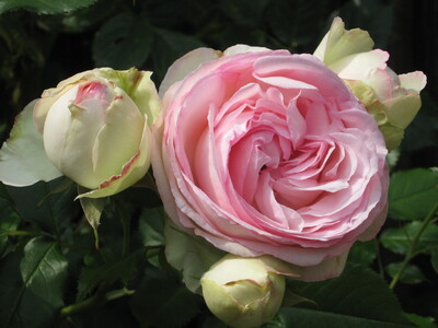 Strauchrose/ Kletterrose ´Eden Rose 85´